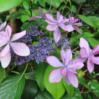 観音竹の花が咲く