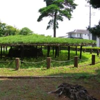栃木県真岡市、亀山１丁目「太子の笠松」（県指定・とちぎの名木）です！！