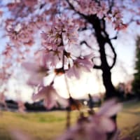 桜の誘惑 　　CANON EOS　5DMark 3