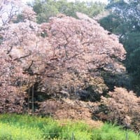 2024吉高の大桜（4月11日）
