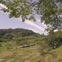 背景の玉ボケ具合もいい