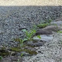 鶺鴒のひな