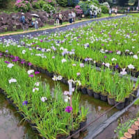 小田原城址公園では紫陽花と菖蒲が見頃を迎え「小田原城あじさい花菖蒲まつり」が開催中！