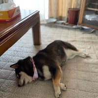 ハナ、もう夏バテ？