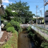 2024埼玉河川ﾎﾟﾀﾘﾝｸﾞ『野火止用水』⑦西武新宿線＆西武多摩線と交差