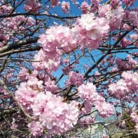 ヤエザクラ