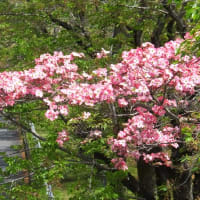 早くも八重桜の季節 2024.4.20