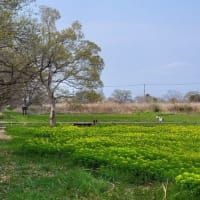 ノウルシの群生・・・浮野（うきや）の里