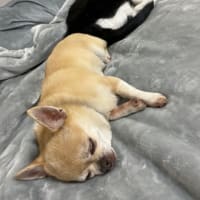 おちりとおちり