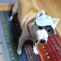 犬　クール帽子はじめました。