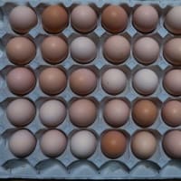 「まやく卵」を進呈する