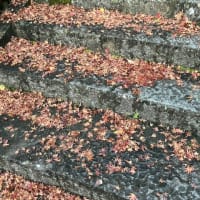 石段に積もった落ち葉