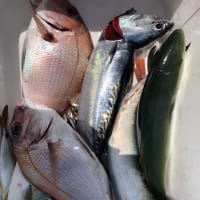 2号船午前便イサキ釣り1号船午前便タテ釣り