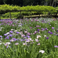 花菖蒲