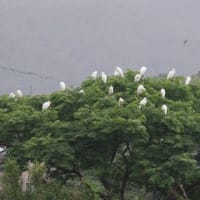 冷汁とコロッケ