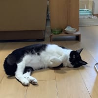 ハナレン