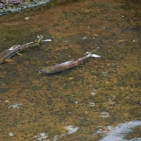 小樽妙見川に鮭が遡上を発見