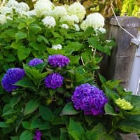 　今朝は蒸し暑い～、