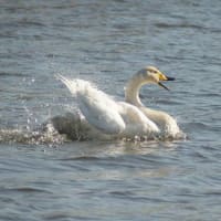 ひとりぼっちの白鳥