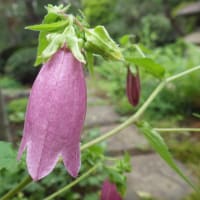 しをり戸　　　「６月」