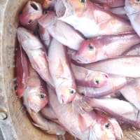 鮮魚販売中(^o^)丿