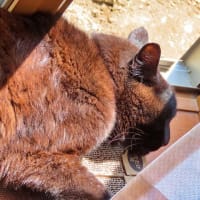 　丹波七福神巡り3完（養仙寺　神応寺）　黒猫顔のアップ