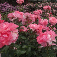 初夏の散策（その３）------ 京都府立植物園に咲いている花々---------　友人投稿 