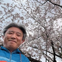 コース沿いには桜＆チューリップ満開！