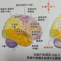 脳の構造と絶対音感