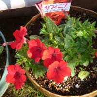 サフニィの花