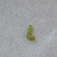 やっぱり青虫がいました