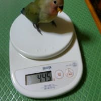 グリちゃん、少食です。