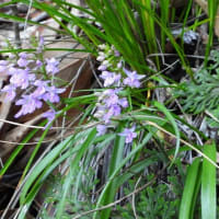 治療の合間に花散策！（クロカミランを見に行く！ケハンショウヅルも！）