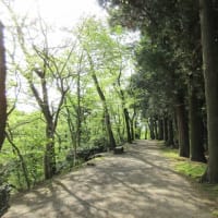 日曜朝のグリーンエクササイズ：千秋公園はツツジが咲き始めていました。