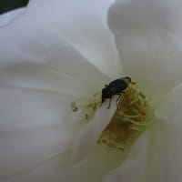はな阿蘇美にて
