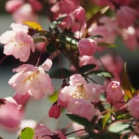 きょうの安達太良（桜が散って新緑の季節へ・・・）