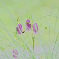 植栽の花　ホタルブクロ　ススキの株の中に咲きました