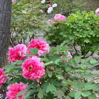 千葉県船橋市  ふなばしアンデルセン公園  