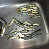 鯵釣り