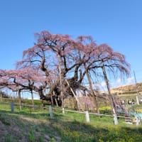 桜紀行　その１「三春の滝桜」