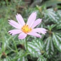 オニユリが咲いた