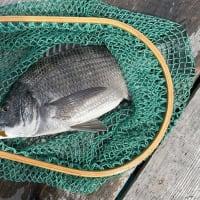釣りー初チヌ