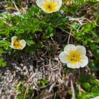 今年の高山植物など。