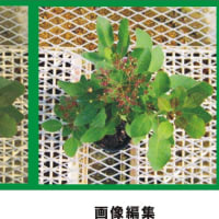 今日は画像編集です、ぐりーんべりぃ♪