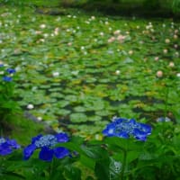 観音ヶ池のスイレン