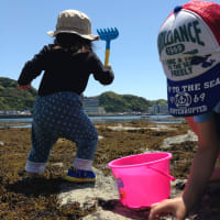こどもと旅行 鴨川 安房小湊 磯遊び 民宿の旅 ある女性整体師の日記