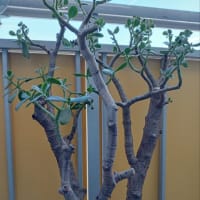 今日はどの植物ちゃんにしようかなぁー？