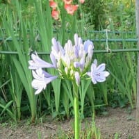 「アバがンサス」の花、バージン花です。