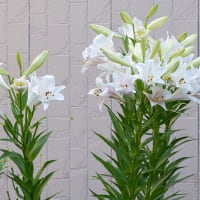ユリ各種