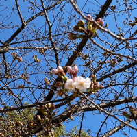 令和2年　桜の開花